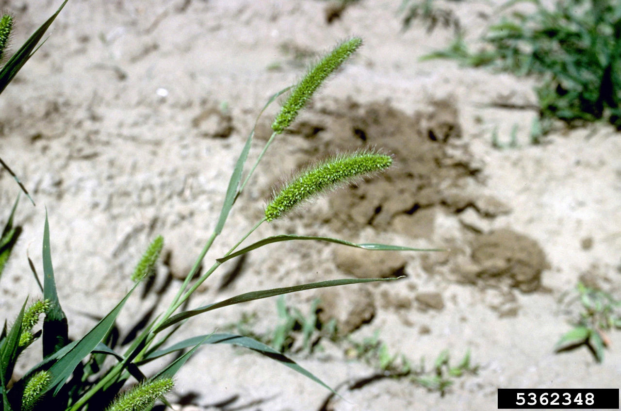  Foxtail seedheads – green